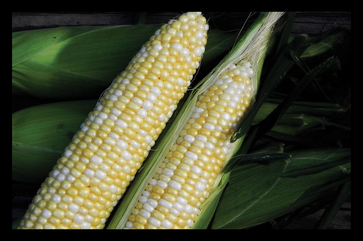 Essence – Corn Seed